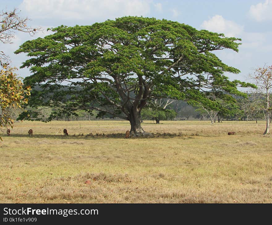 Tree, Savanna, Ecosystem, Vegetation