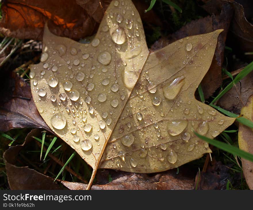 Leaf, Flora, Plant, Autumn