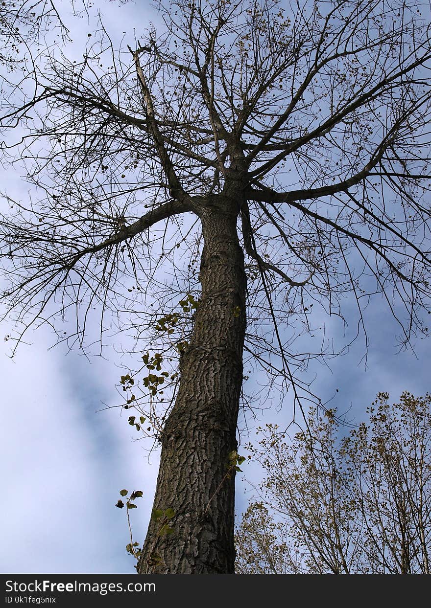 Tree, Branch, Woody Plant, Sky