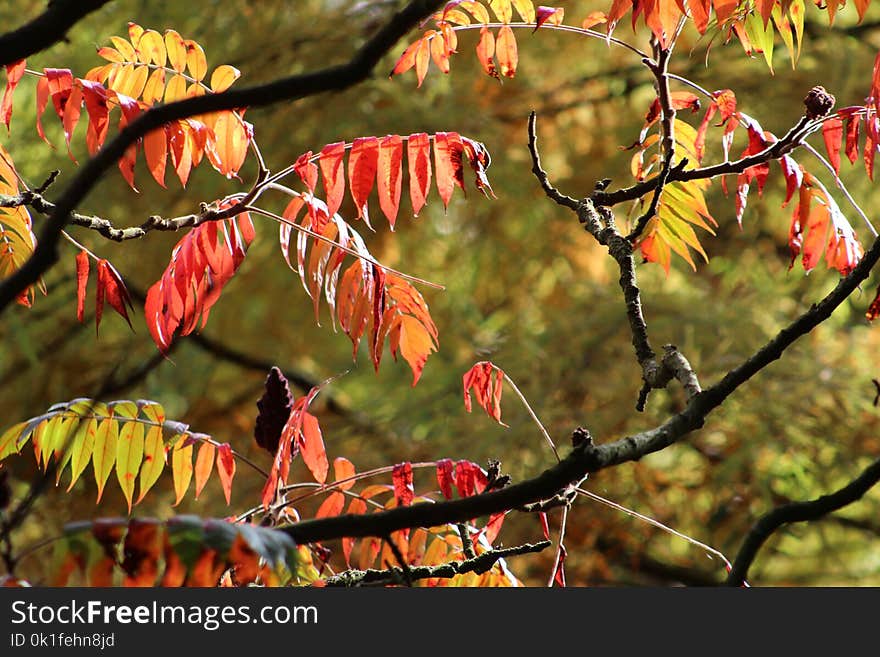 Leaf, Autumn, Deciduous, Vegetation