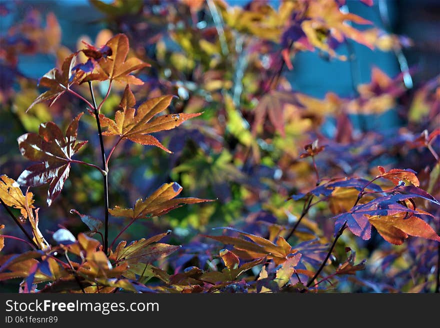 Leaf, Autumn, Plant, Deciduous