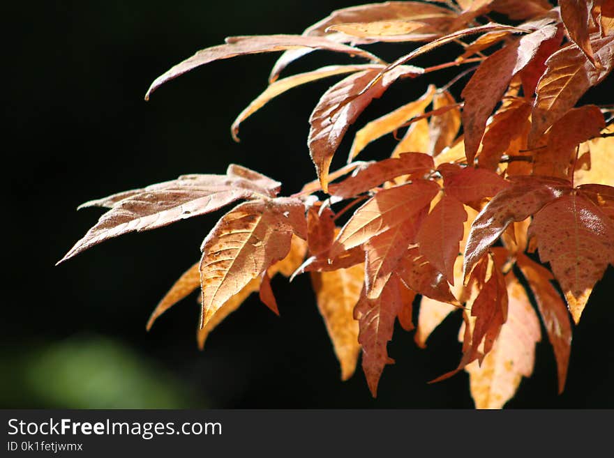 Leaf, Deciduous, Autumn, Close Up