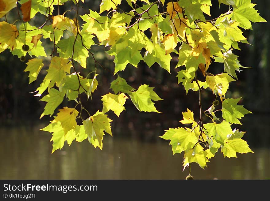 Leaf, Branch, Tree, Autumn