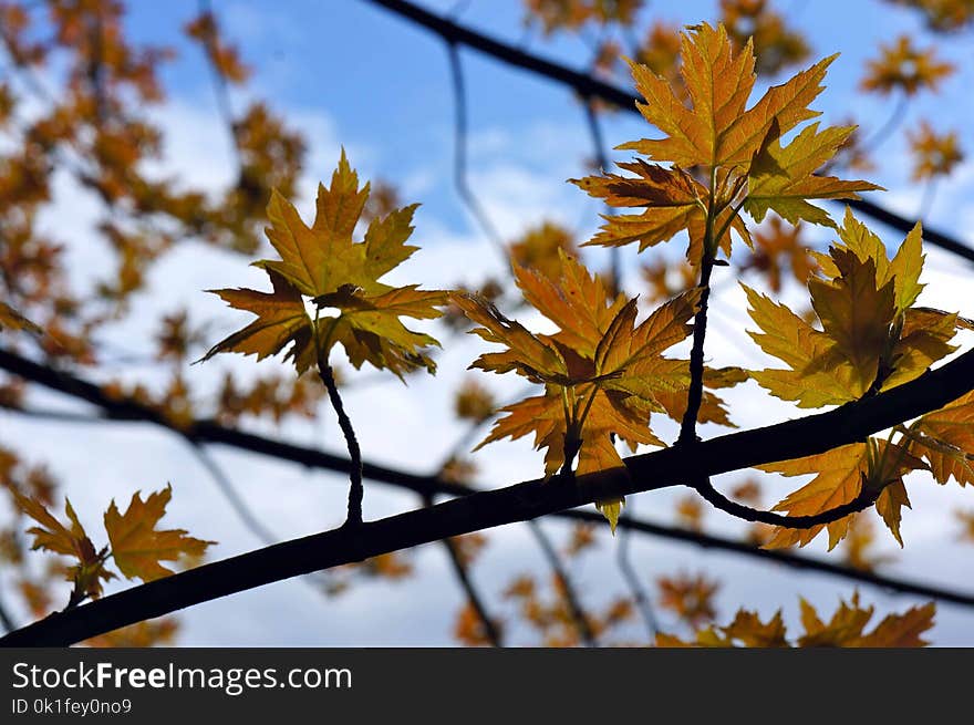 Leaf, Autumn, Tree, Branch