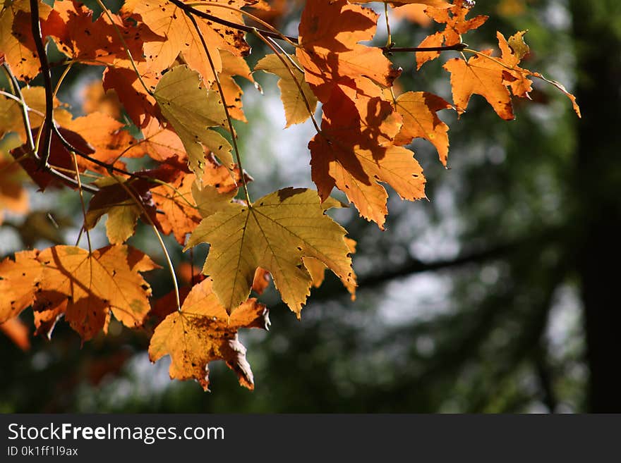 Leaf, Autumn, Maple Leaf, Branch