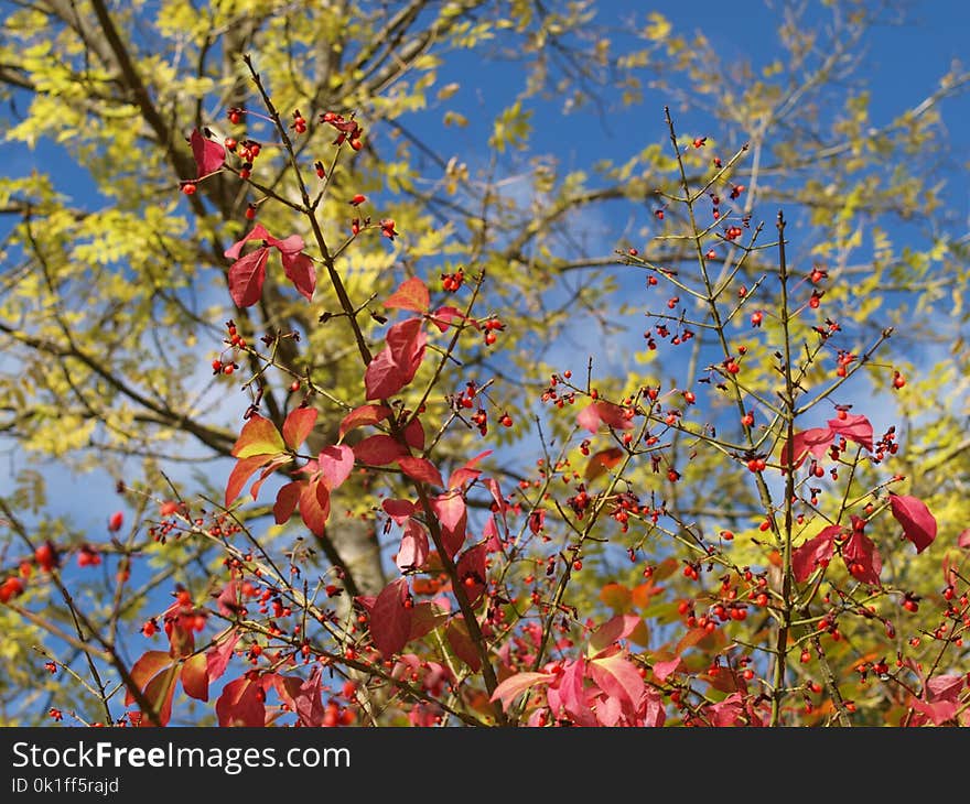 Tree, Blossom, Spring, Branch