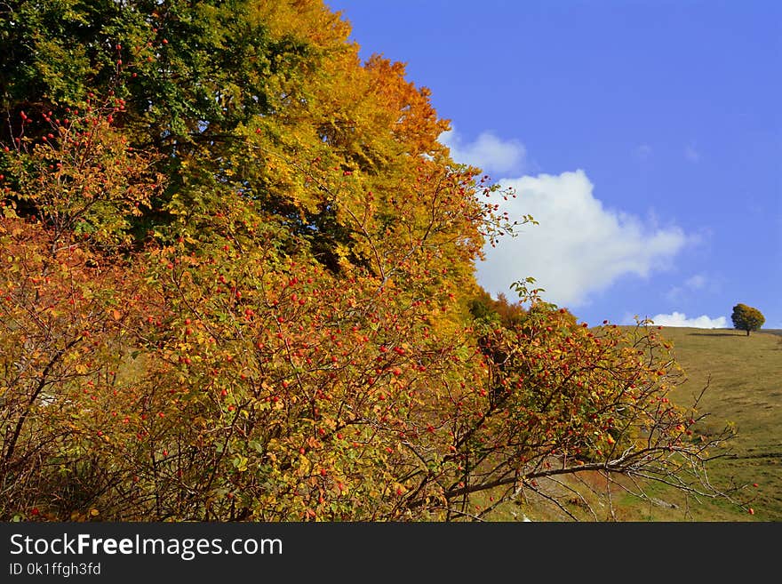 Leaf, Nature, Autumn, Tree