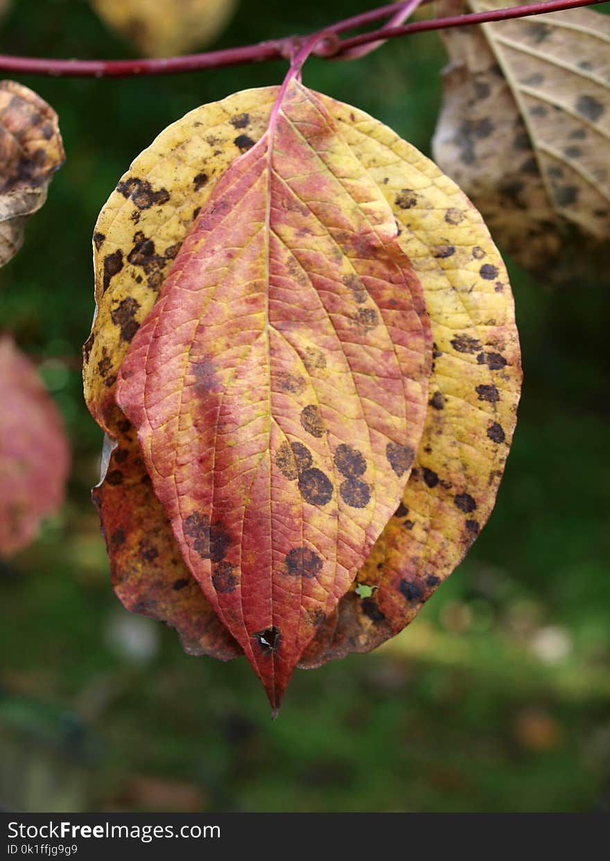 Leaf, Flora, Autumn, Deciduous