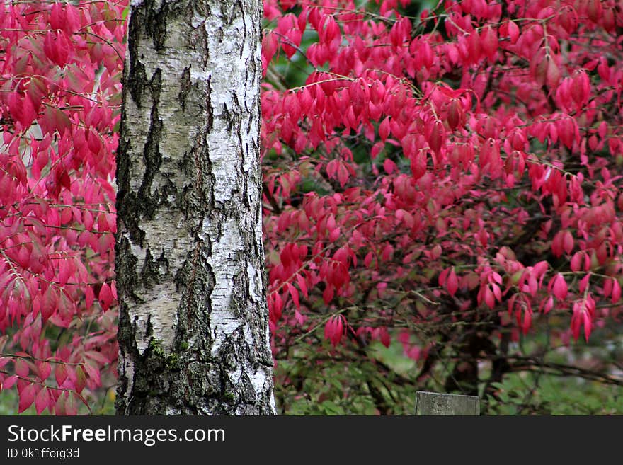 Flower, Flora, Plant, Pink