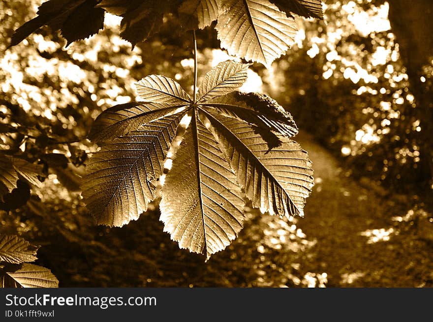 Leaf, Tree, Sunlight, Autumn