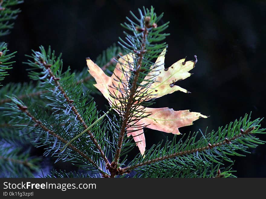 Pine Family, Spruce, Conifer, Tree