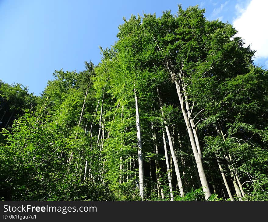 Vegetation, Tree, Nature, Ecosystem