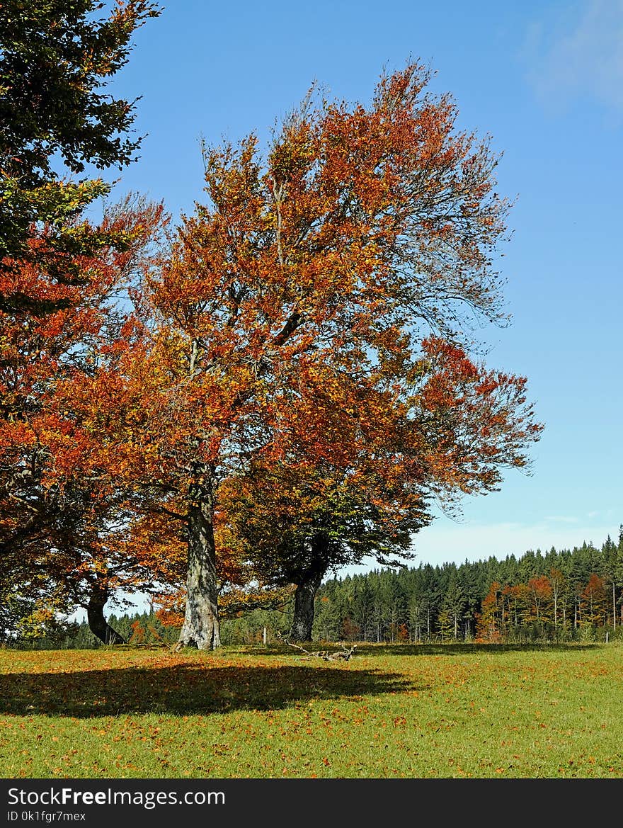 Tree, Leaf, Nature, Autumn