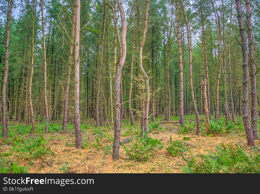 Ecosystem, Woodland, Temperate Broadleaf And Mixed Forest, Forest