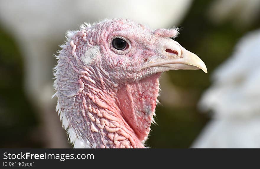 Beak, Galliformes, Bird, Domesticated Turkey