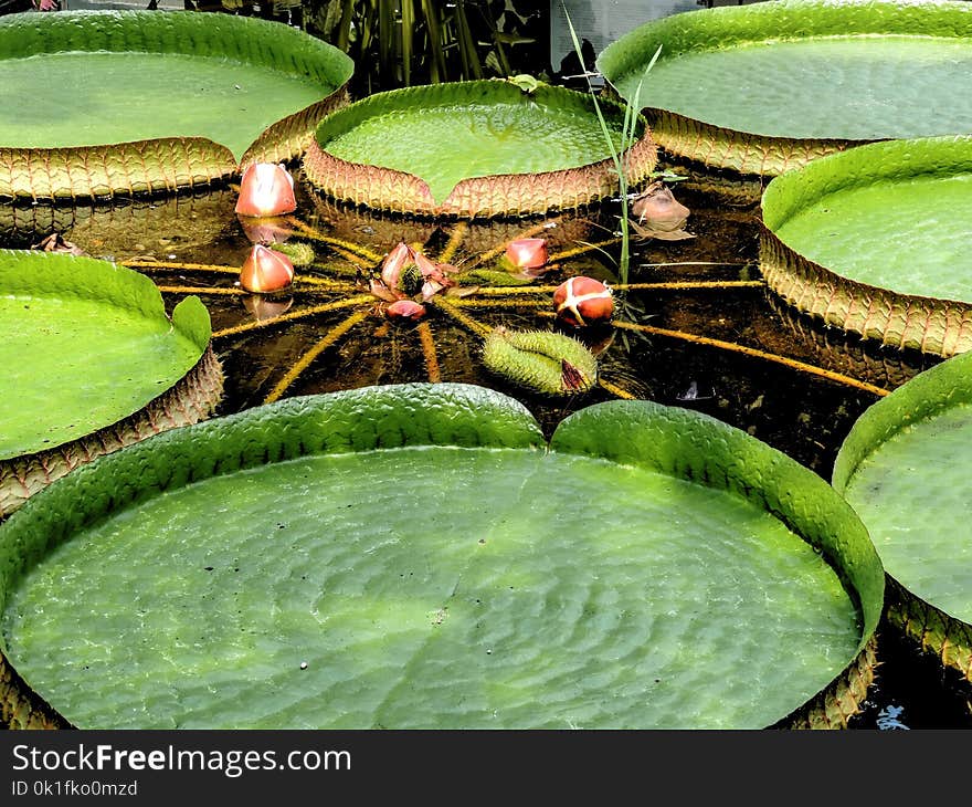 Water, Green, Leaf, Plant