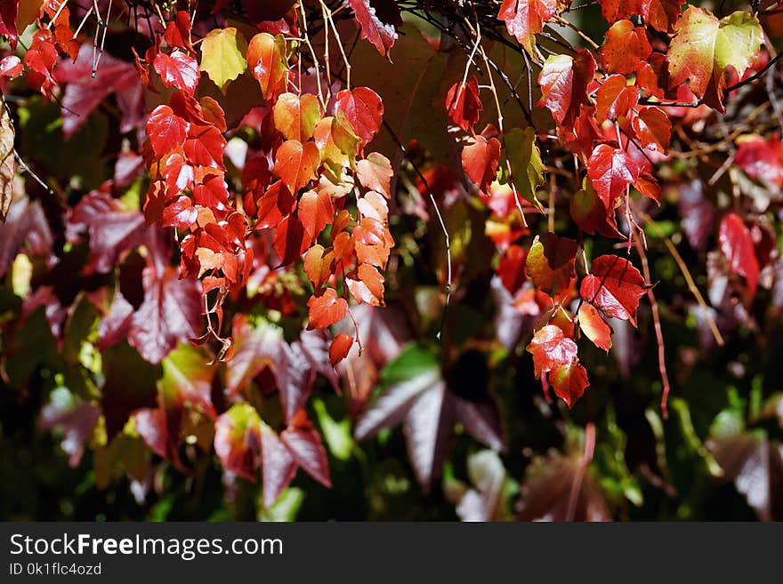 Flora, Leaf, Plant, Autumn