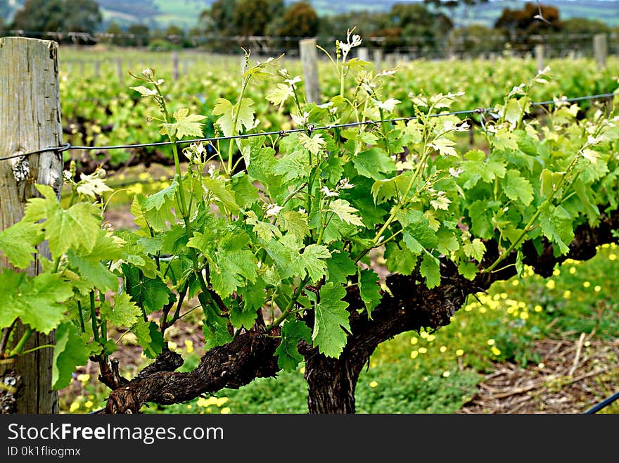 Agriculture, Vineyard, Grapevine Family, Plant