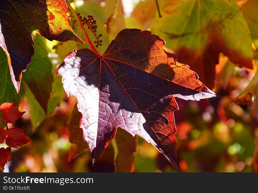 Leaf, Maple Leaf, Autumn, Deciduous