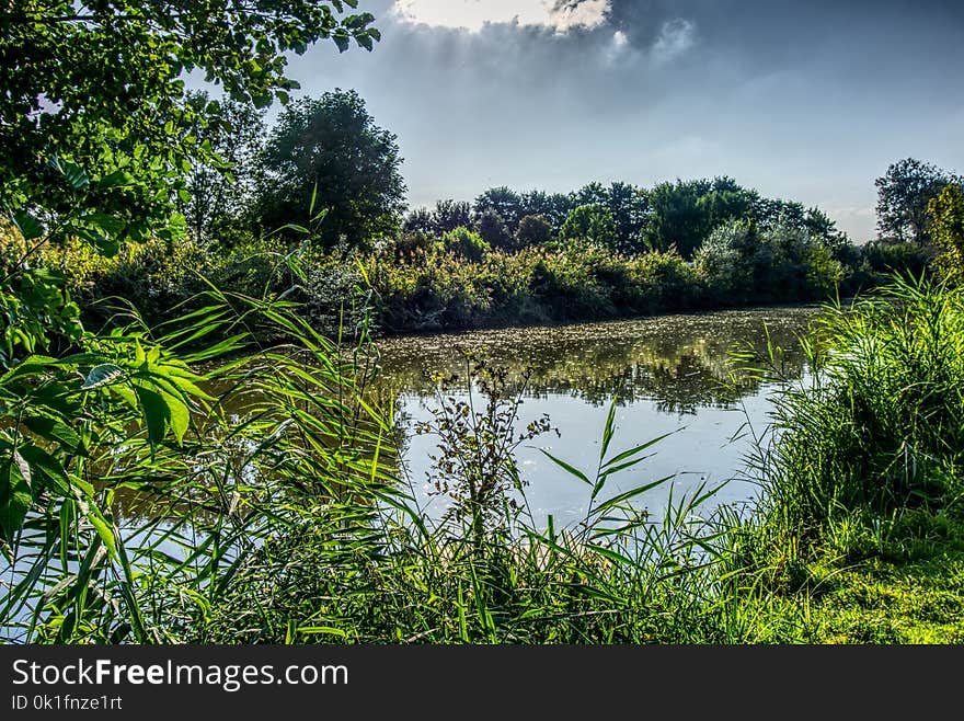 Vegetation, Nature, Water, Reflection