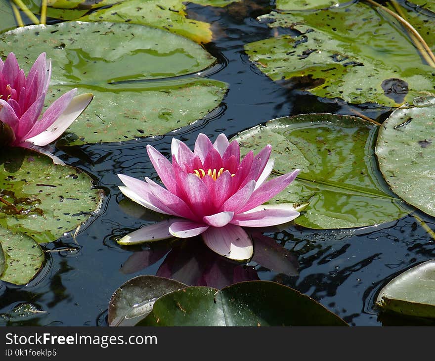 Flower, Plant, Flora, Water