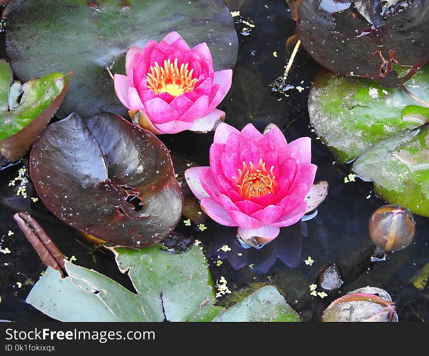 Flower, Plant, Flora, Water