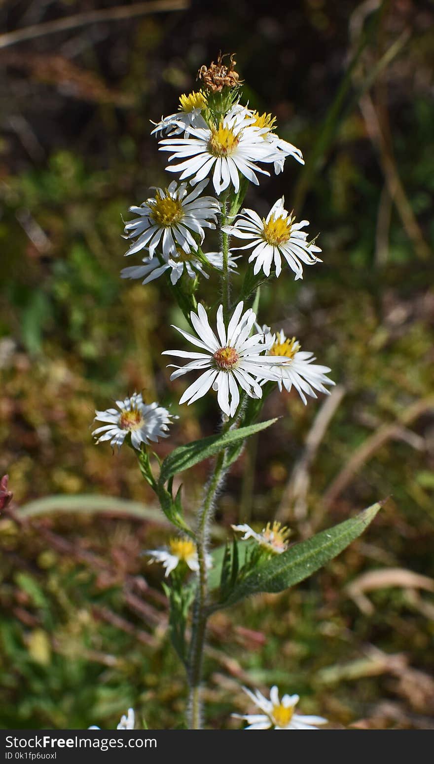 Flower, Plant, Flora, Aster