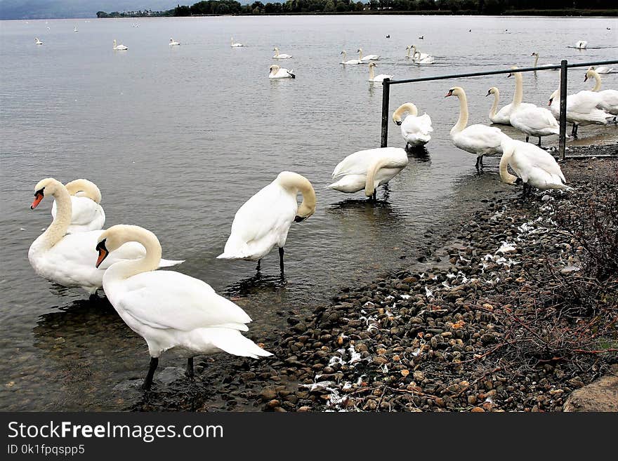 Bird, Swan, Water Bird, Ducks Geese And Swans