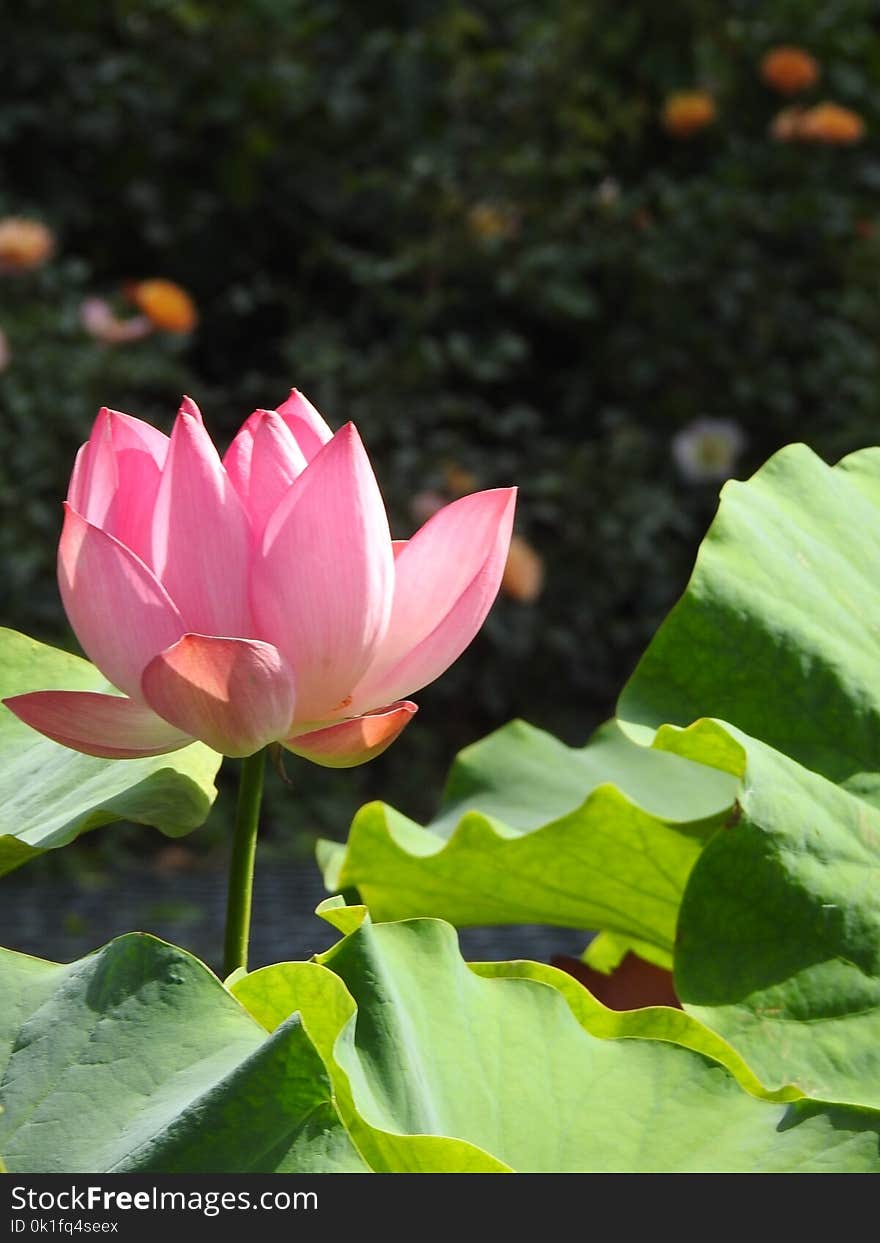 Flower, Lotus, Plant, Sacred Lotus