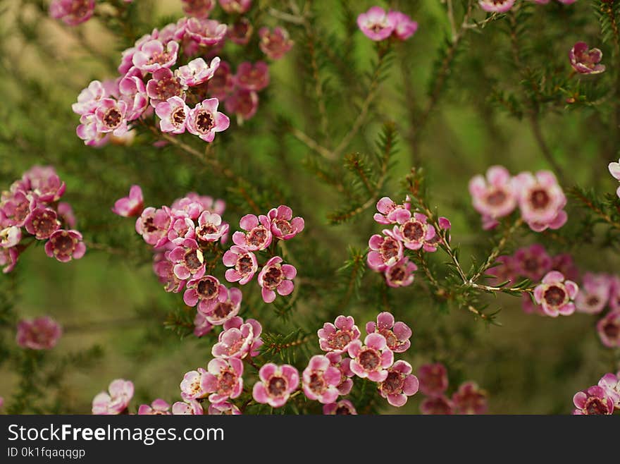 Flower, Plant, Pink, Flora