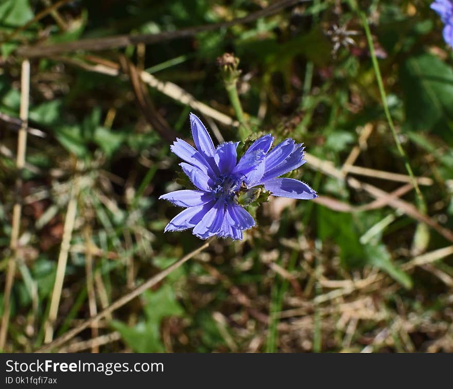 Plant, Flora, Flower, Chicory