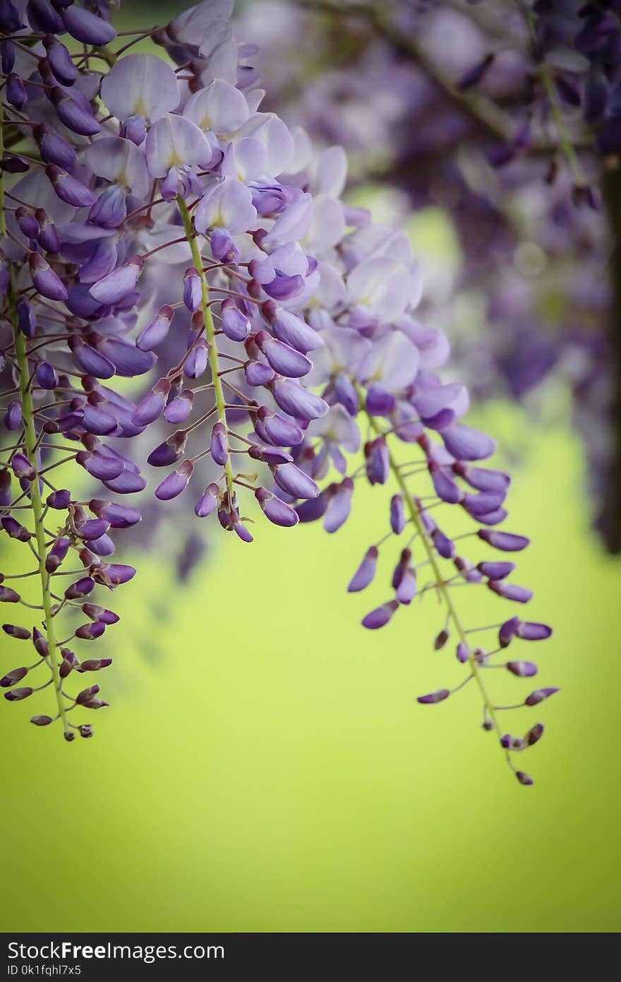 Flower, Lilac, Purple, Flora