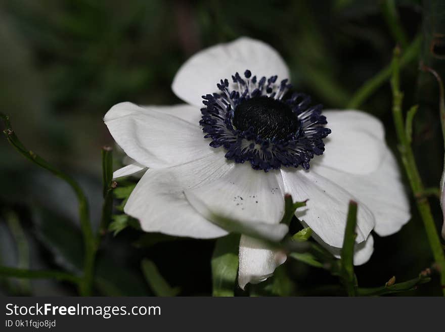 Flower, Plant, Flora, Wildflower