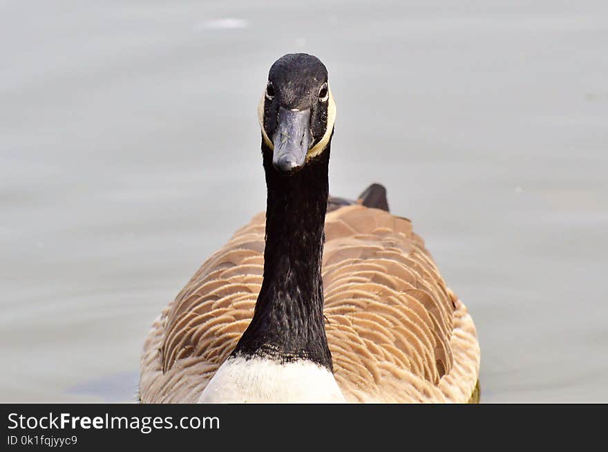 Bird, Beak, Water Bird, Ducks Geese And Swans