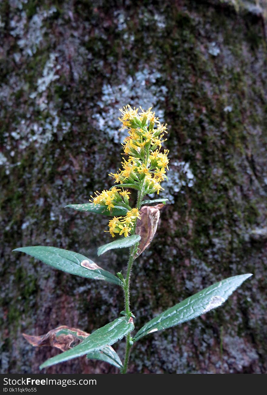 Plant, Flora, Leaf, Subshrub