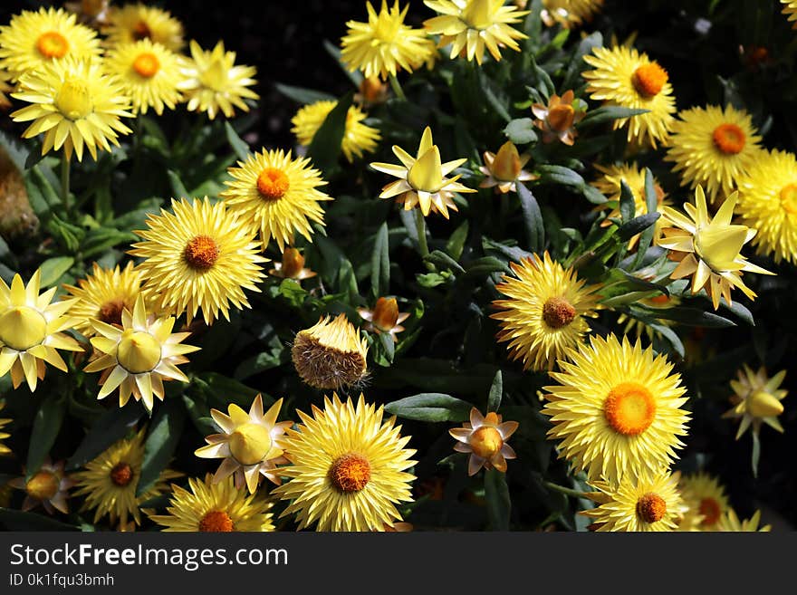 Flower, Plant, Flora, Daisy Family