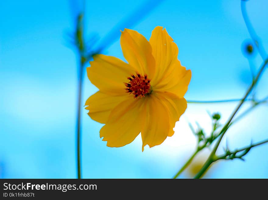 Flower, Yellow, Flora, Sky