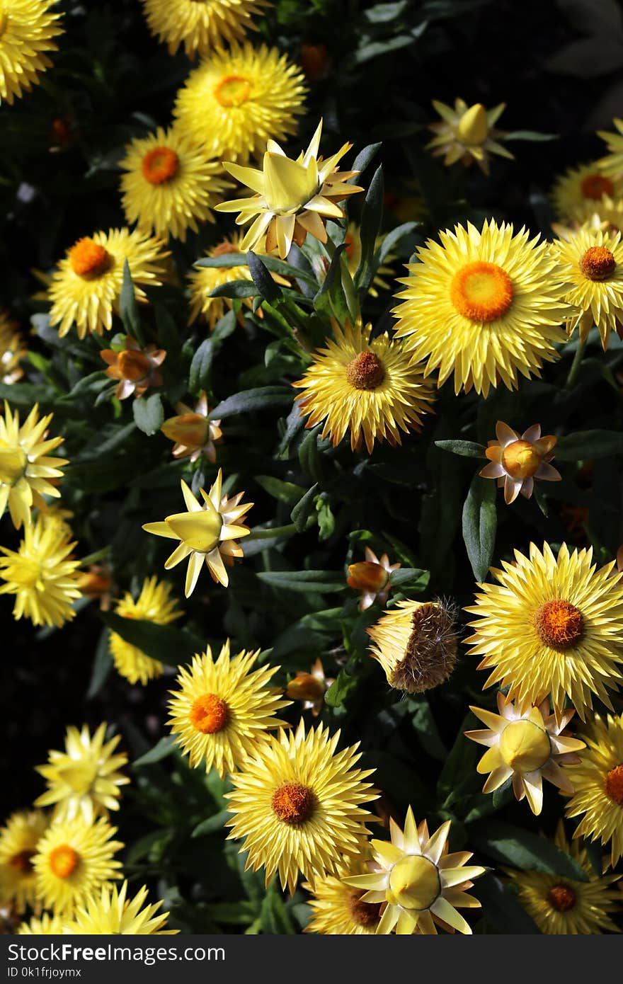 Flower, Plant, Flowering Plant, Daisy Family