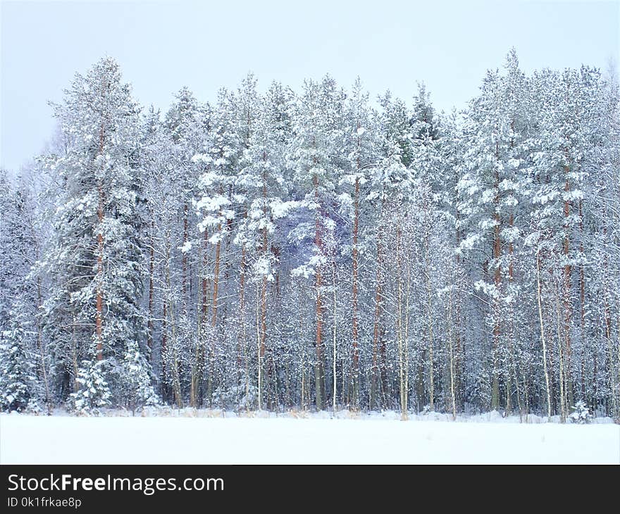 Winter, Snow, Tree, Frost