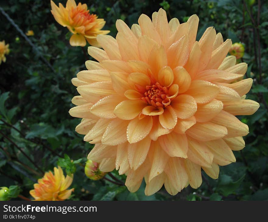 Flower, Flowering Plant, Plant, Dahlia