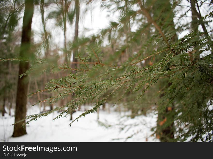 Snow, Winter, Tree, Ecosystem