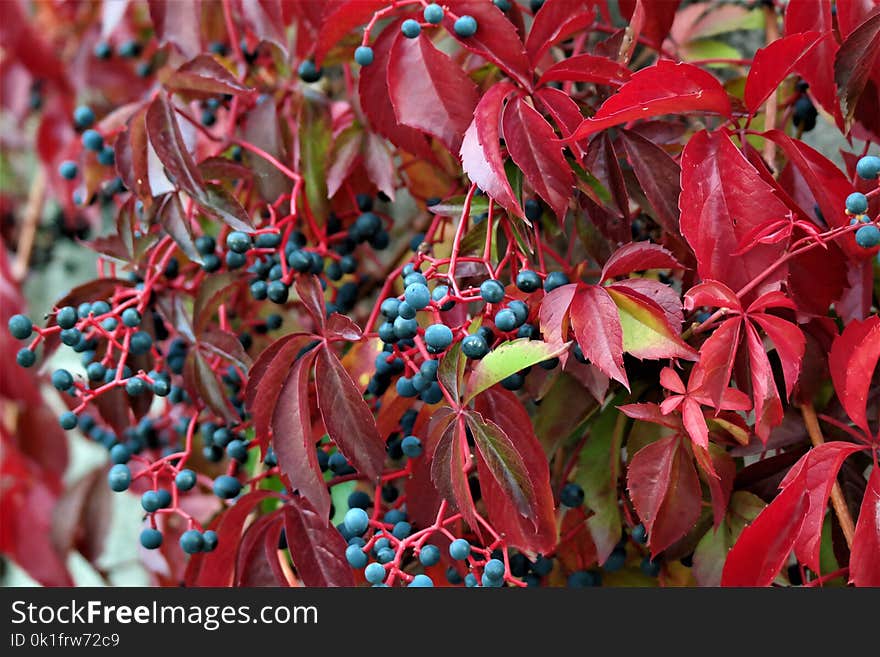 Leaf, Plant, Autumn, Flora