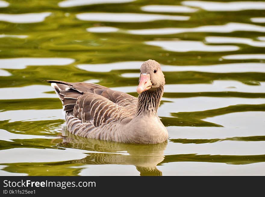 Bird, Water, Water Bird, Fauna