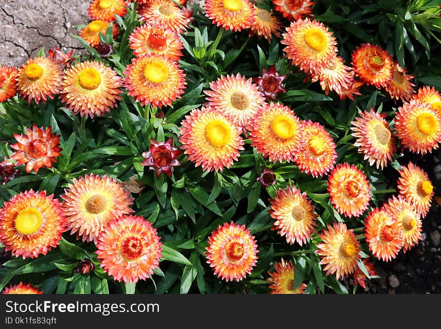 Flower, Plant, Flowering Plant, Blanket Flowers