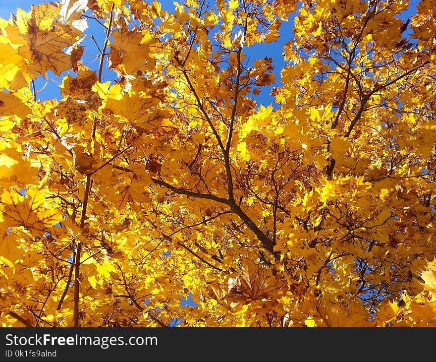 Yellow, Autumn, Tree, Branch