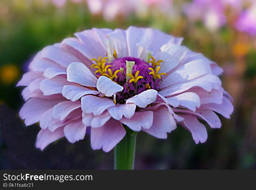 Flower, Flora, Purple, Petal