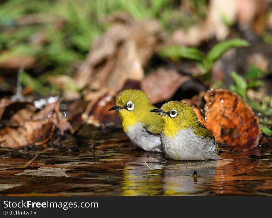 Oriental white eye