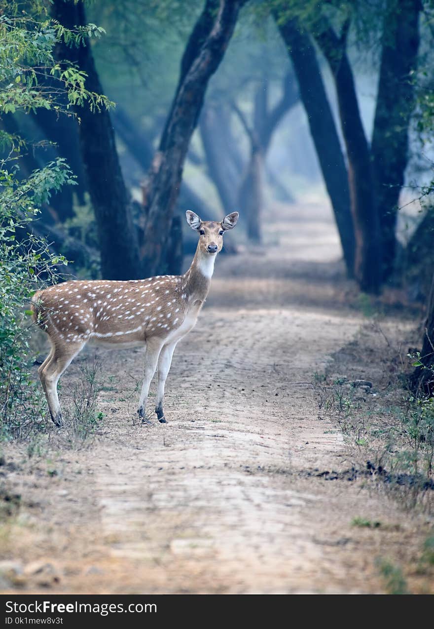 Spotted deer