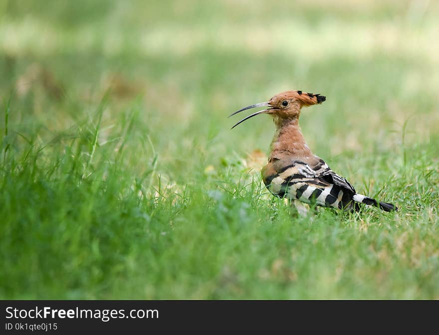 Hoopoe