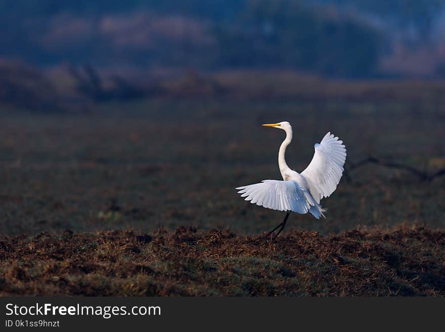 Egret